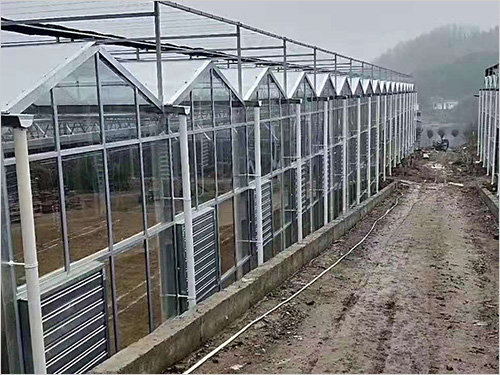 溫室大棚要及時根據(jù)室內(nèi)濕度進行通風工作